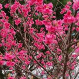 日本一早い！第43回もとぶ八重岳桜まつりにいってきた！1月24日なのに桜！早っ！沖縄県の一足早い花見