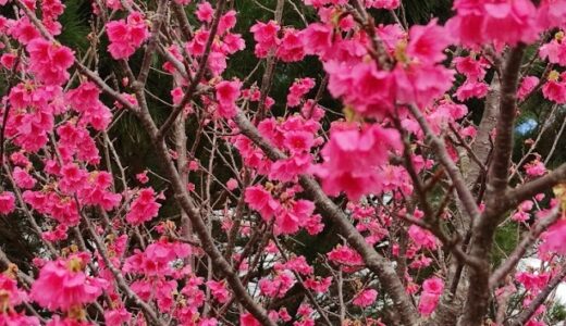 日本一早い！第43回もとぶ八重岳桜まつりにいってきた！1月24日なのに桜！早っ！沖縄県の一足早い花見
