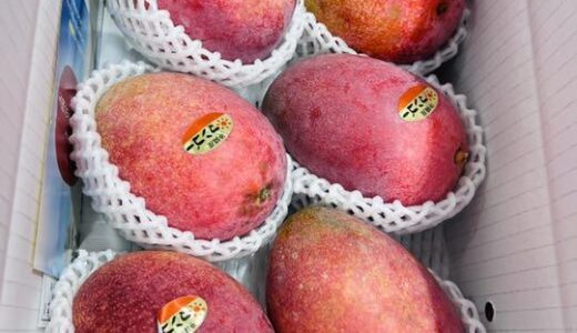 メルカリShopsヤンバル王国　マンゴー王国　完熟マンゴー　キーツマンゴーなど