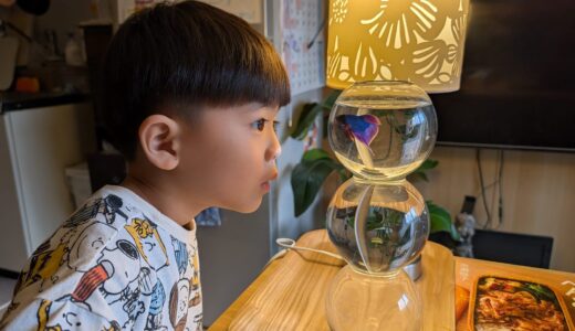 ベタのベタちゃん永眠しました…